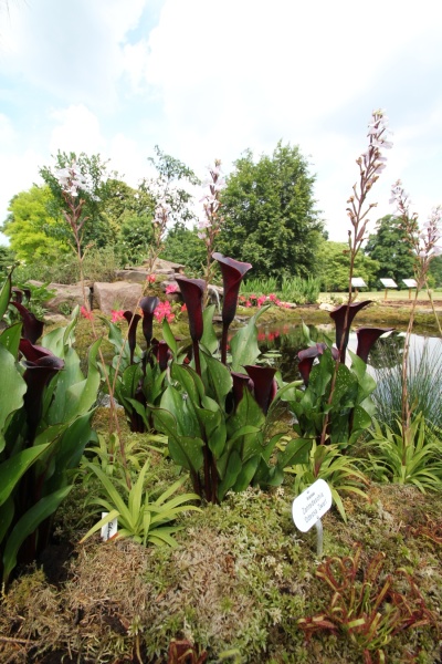 Disa-Orchidee   040.jpg
